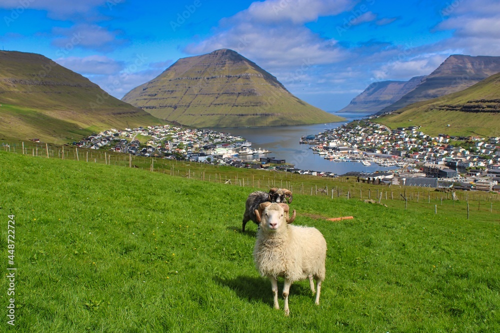 Obraz premium Portrait of a sheep on Faroe Islands