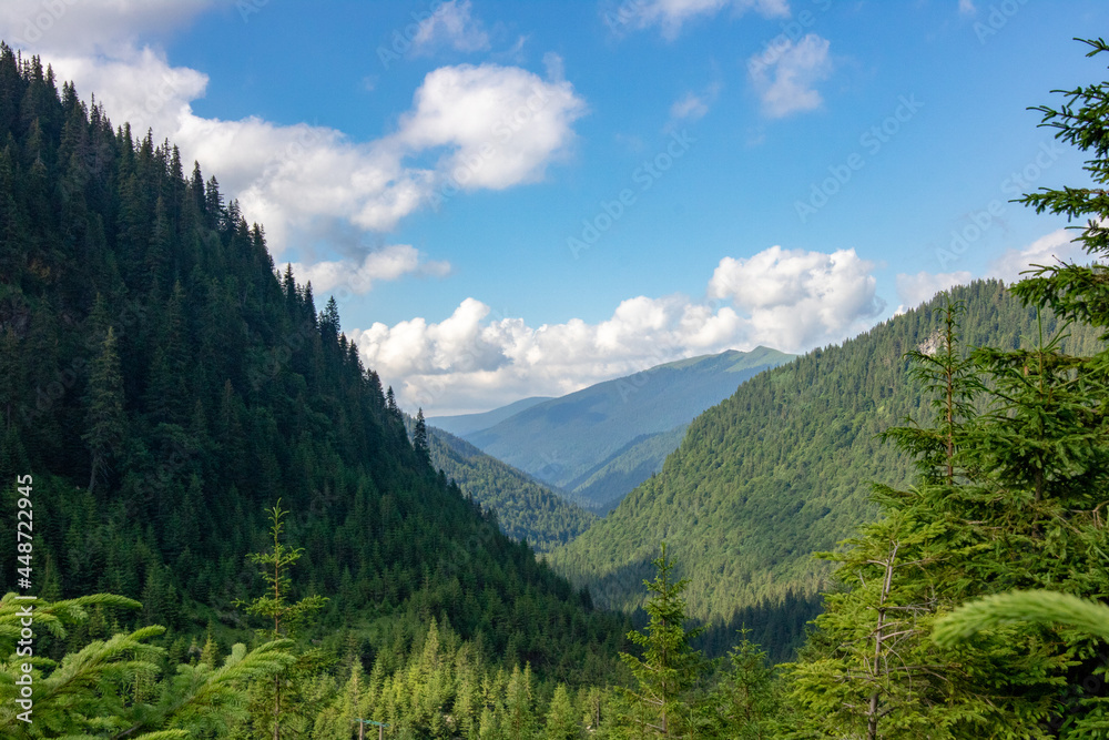 Mountains with fir trees intersect with the sky. Romania. Transfagarasan