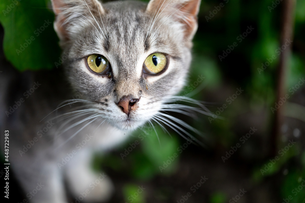 Portrait of gray street cat with green eyes and torn nose. Animal looks out of bushes. Homeless animals concept. Selective focus