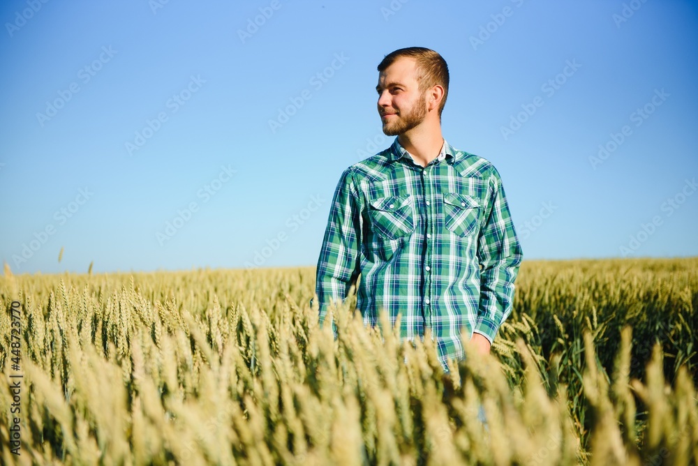 Happy young farmer or agronomist inspecting wheat plants in a field before the harvest. Checking seed development and looking for parasites with magnifying glass. Organic farming and food production Happy young farmer or agronomist inspecting wheat plants in a field before the harvest. Checking seed development and looking for parasites with magnifying glass. Organic farming and food production