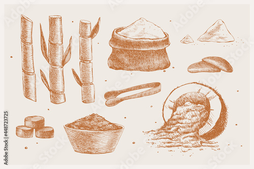 Hand-drawn sugar cane, coconut sugar, tongs, cane shoots. Sugar products. Organic food concept. Can be used for your design. Vintage botanical illustration.