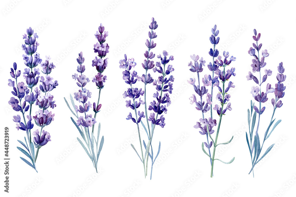 Bouquet of lavender, watercolor illustration, isolated white background. Set of flowers