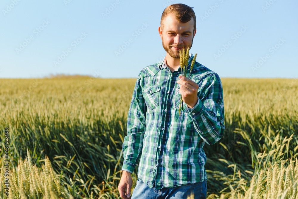 Happy young farmer or agronomist inspecting wheat plants in a field before the harvest. Checking seed development and looking for parasites with magnifying glass. Organic farming and food production