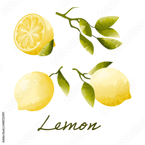 lemon and lime, citrus, vector illustration of lemon in watercolor style