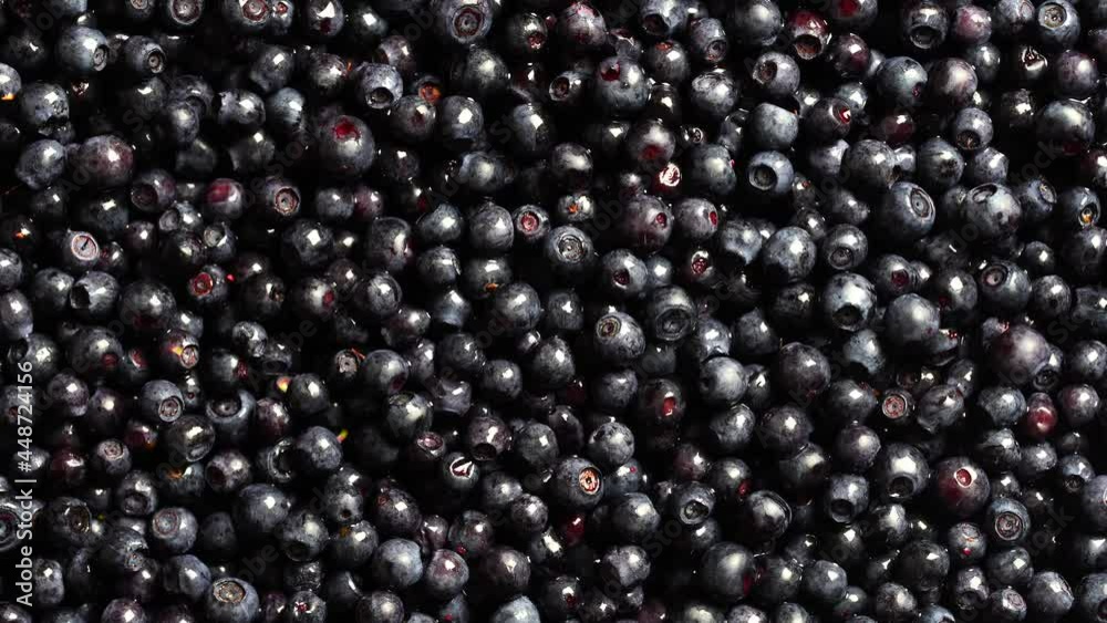 Surface covered with a layer of wild forest blueberry, close up. Summer forest berry, rotate Surface covered with a layer of wild forest blueberry, close up. Summer forest berry, rotate