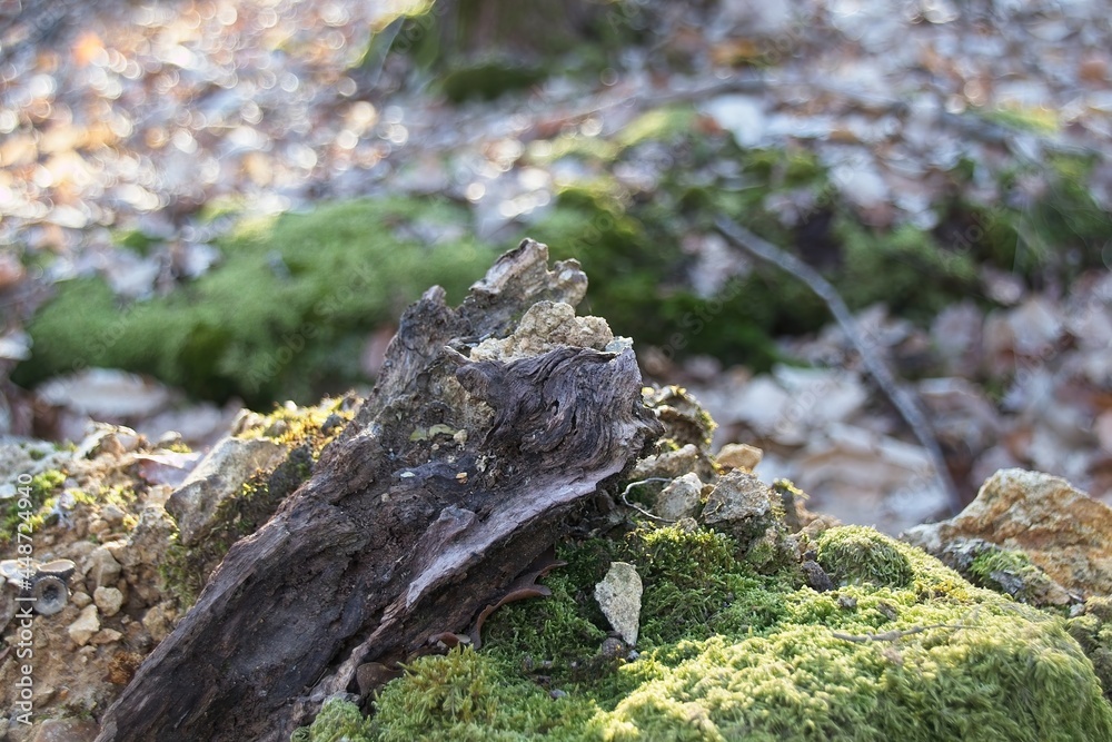 moss on tree in forest moss on tree in forest