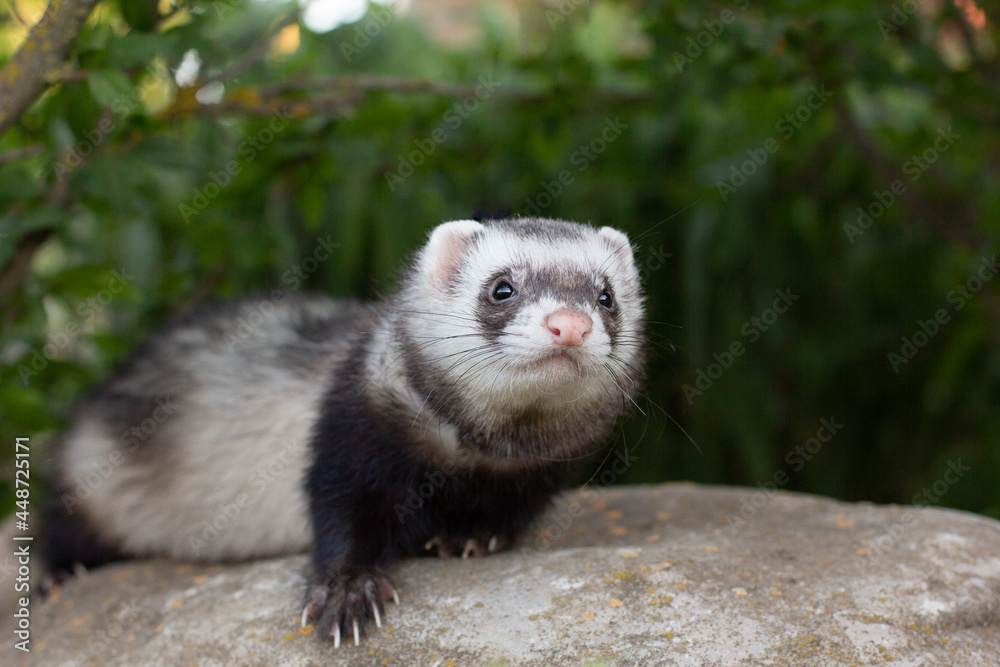 Ferret playing on big stone in garden Ferret playing on big stone in garden