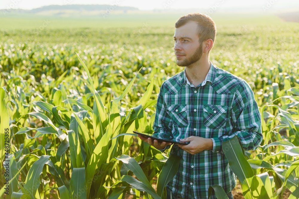 Naklejka premium young farmer inspects a field of green corn. Agricultural industry.