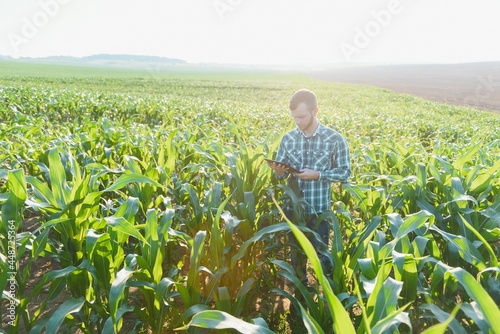 young farmer inspects a field of green corn. Agricultural industry.