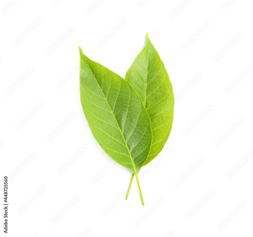 Green leaves of walnut tree on white background, top view Green leaves of walnut tree on white background, top view