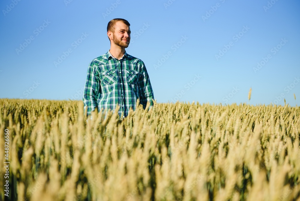 Young farmer in a wheat field before the harvest.