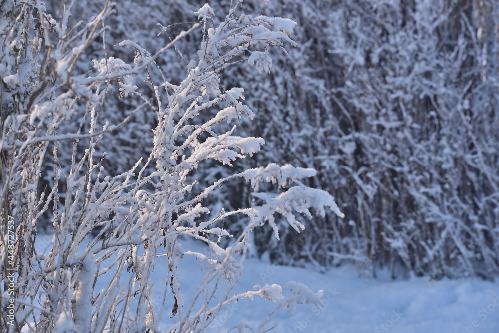 bushes, grasses and thickets covered with snow