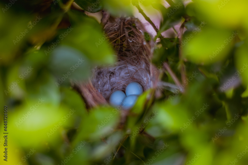 Small bird's nest in between the leaves
