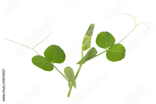 Fresh green pea leaves