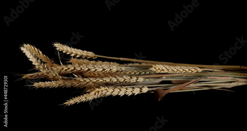 Ripe yellow wheat ears, crops isolated on black background, clipping path