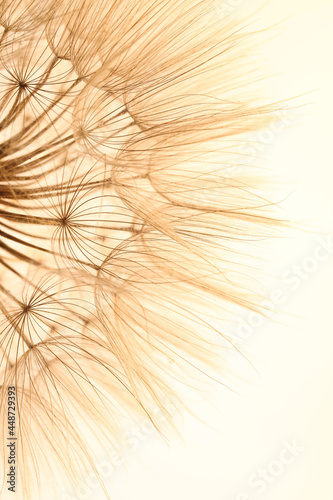 Beautiful fluffy dandelion flower on beige background  closeup