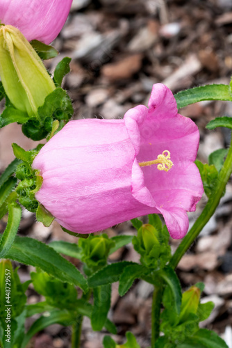 Campanula medium 'Champion Pink' a spring summer flowering plant with an upright springtime flower commonly known as Bellflower or Canterbury Bells, stock photo image photo