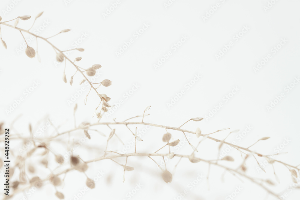 Beige romantic dried elegant flowers for minimalism wallpaper or poster  with place for text on light background macro Stock Photo | Adobe Stock