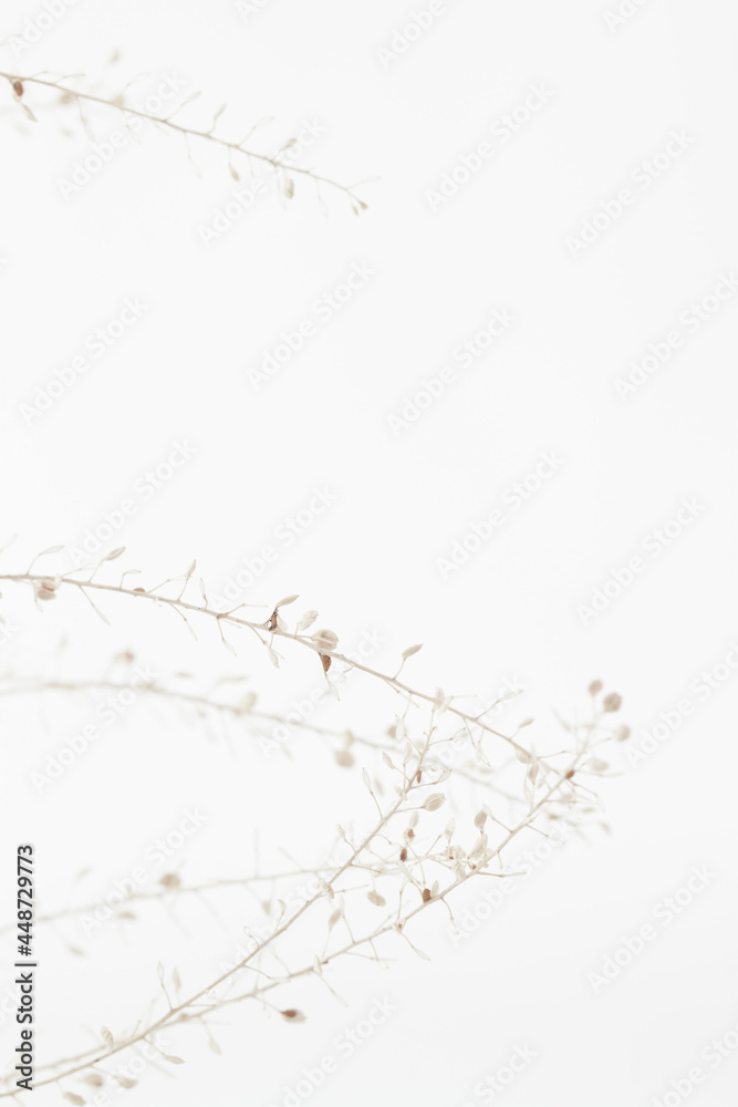 Fototapeta premium Beige romantic dried elegant flowers with branches light background and place for text macro