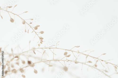Beige romantic dried elegant flowers for minimalism wallpaper or poster with place for text on light background macro