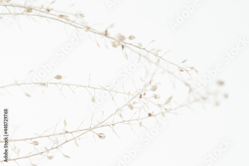 Beige romantic dried elegant flowers for minimalism wallpaper or poster on light background macro