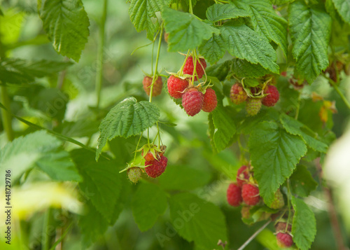 raspberry branch with red berries