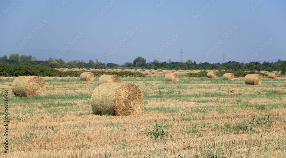 Large round bales of straw in the field Large round bales of straw in the field