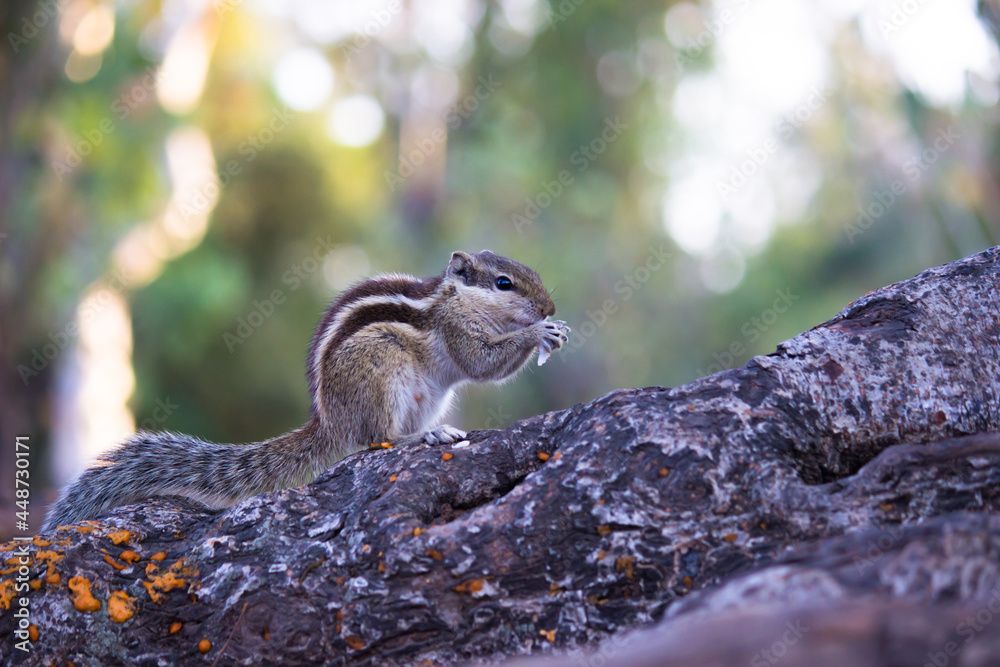 Obraz premium Squirrels are members of the family Sciuridae, includes small or medium-size rodents. tree squirrels, ground squirrels, chipmunks, marmots, flying squirrel and prairie dogs among other rodents
