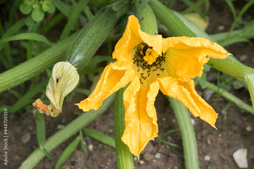Ants in squash flower. Insects eating edible flowers of Cucurbita species like zucchini Stock ...