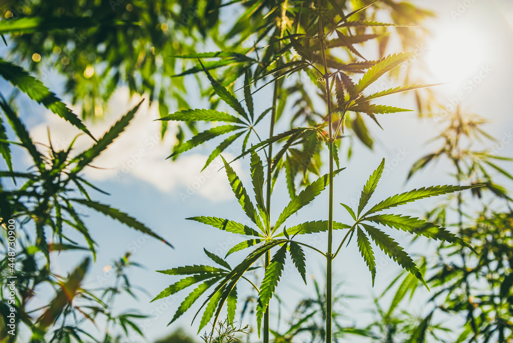 Young bushes of marijuana against the background of the sun and sky at sunset Young bushes of marijuana against the background of the sun and sky at sunset