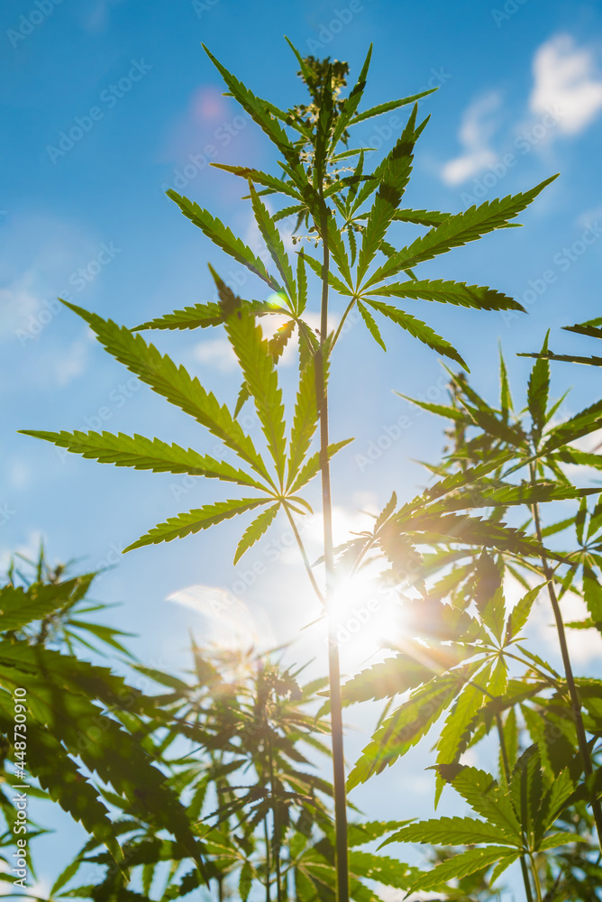 Hemp leaves on the background of the sky and the sun in summer at sunset Hemp leaves on the background of the sky and the sun in summer at sunset