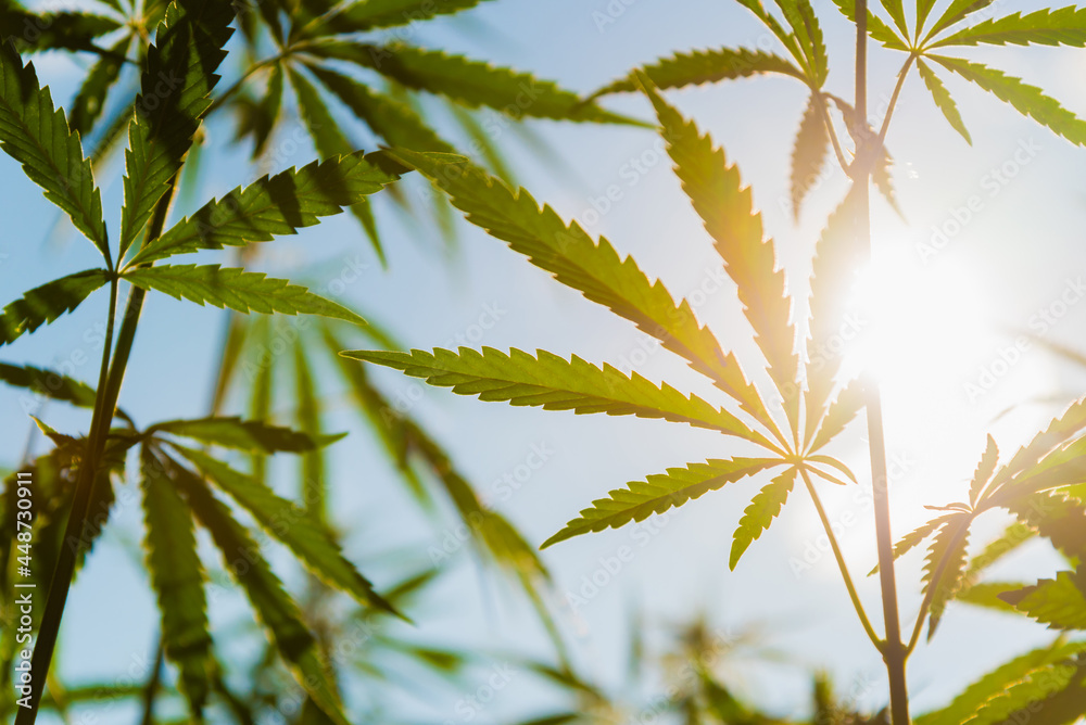 Hemp leaves on the background of the sky and the sun in summer at sunset Hemp leaves on the background of the sky and the sun in summer at sunset