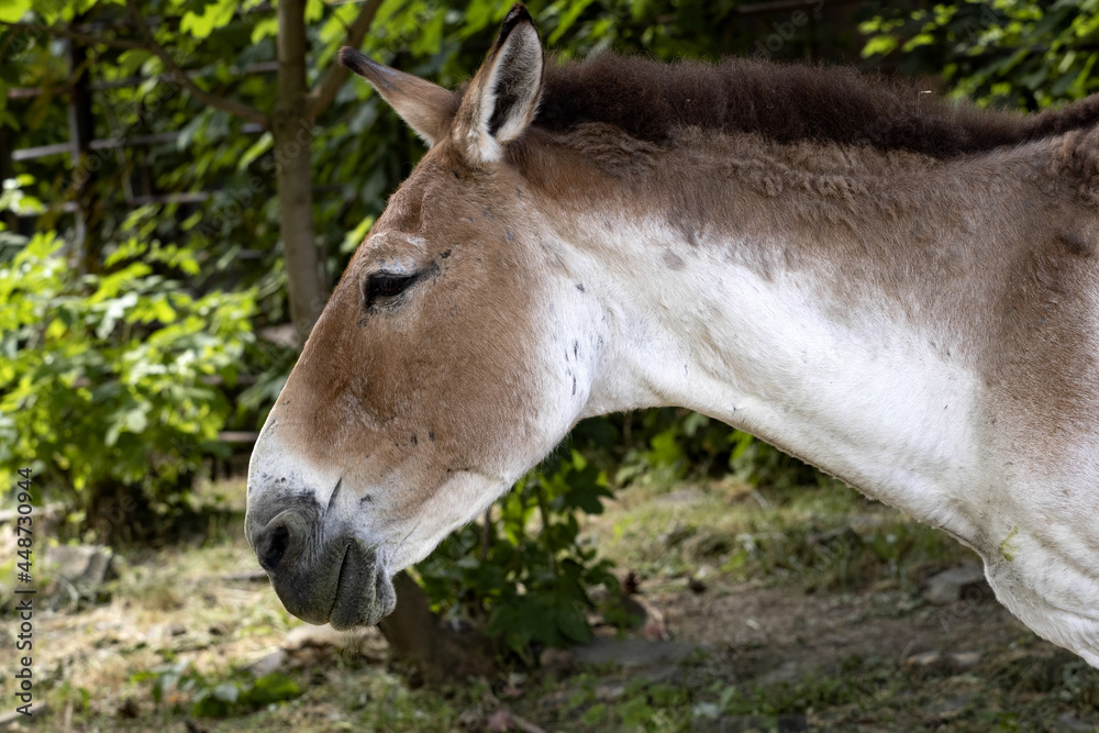 Portrait of wild donkey Kiang, Equus hemionus harderi. Portrait of wild donkey Kiang, Equus hemionus harderi.