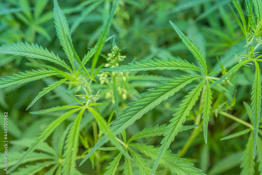 Cannabis bushes grow on the field in summer Cannabis bushes grow on the field in summer