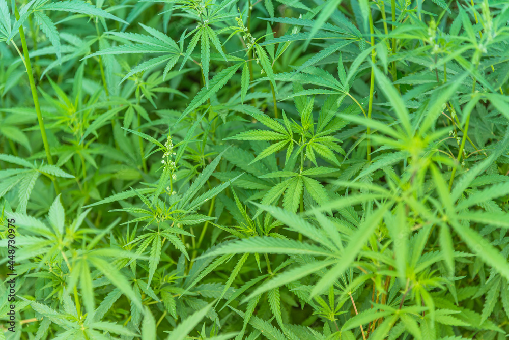 Cannabis bushes grow on the field in summer Cannabis bushes grow on the field in summer