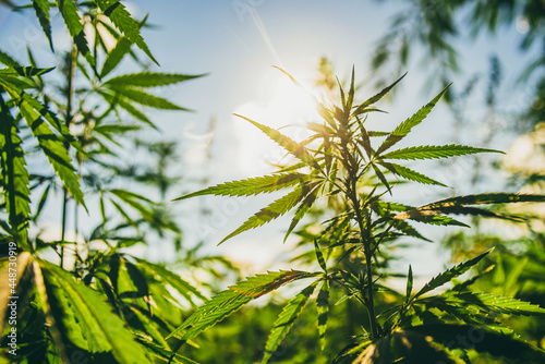 Young bushes of marijuana against the background of the sun and sky at sunset