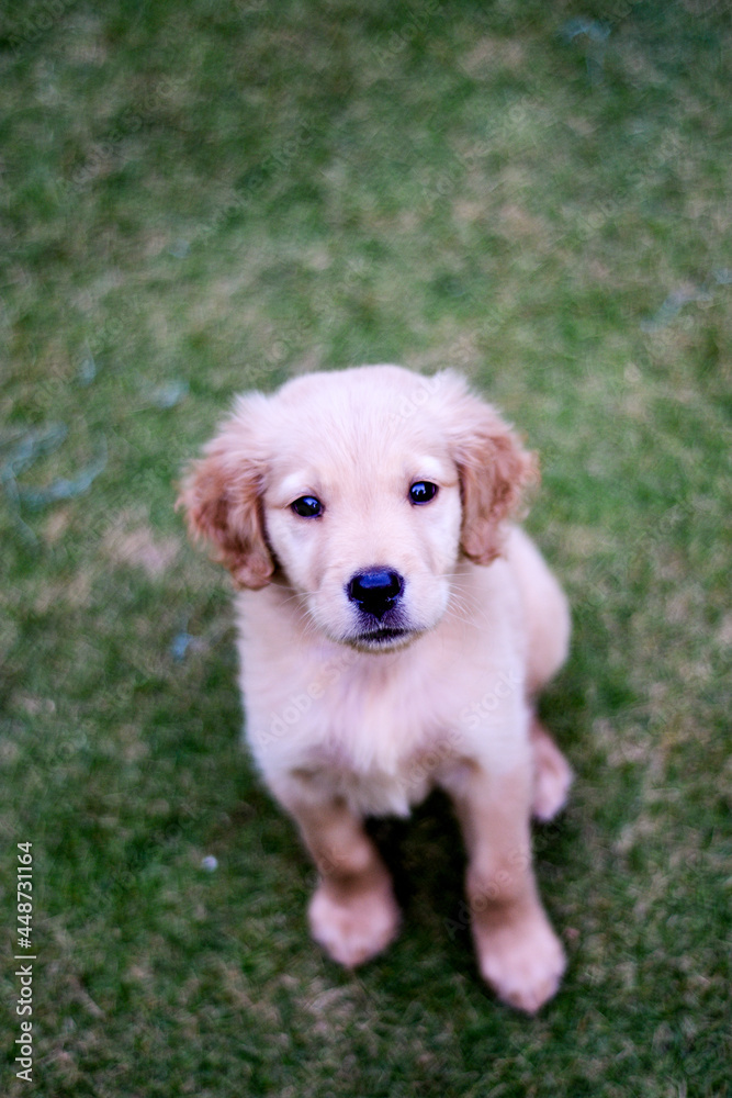 golden retriever puppy sitting on the grass golden retriever puppy sitting on the grass