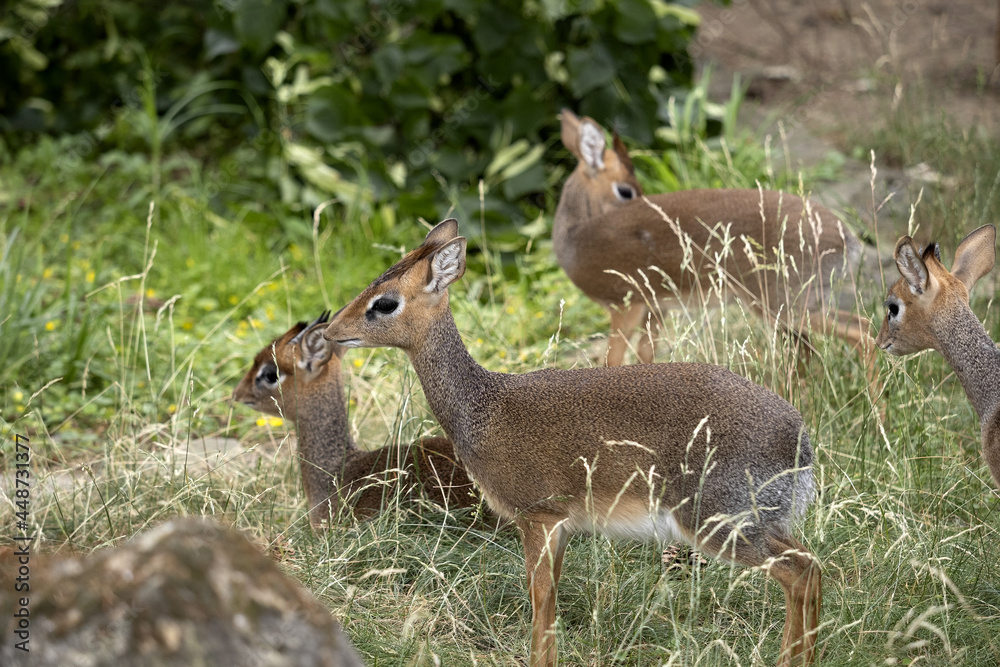 Fototapeta premium Small herd of Kirk's' Dikdik, Madoqua Kirkii, hiding in tall grass