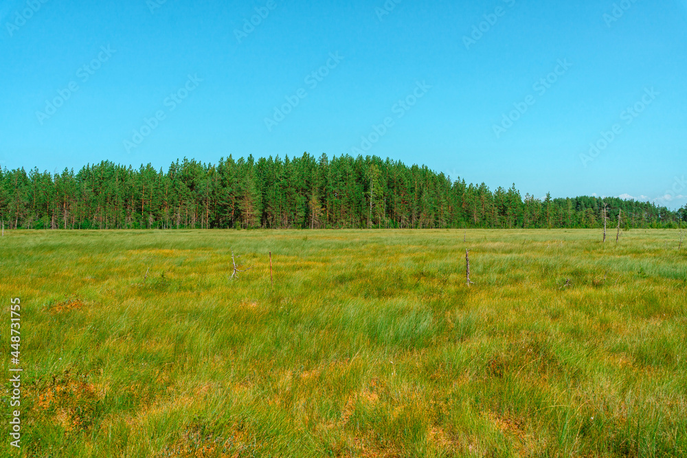 Obraz premium Forest meadow with tall grass, picturesque summer landscape