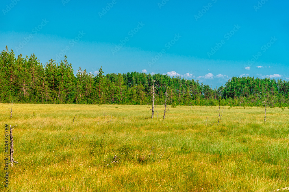 Forest meadow with tall grass, picturesque summer landscape