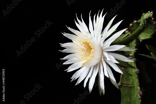 Night Blooming Cereus Cactus Flower