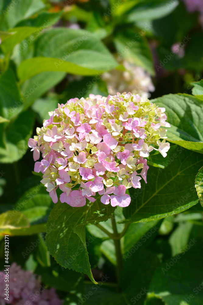 French hydrangea French hydrangea