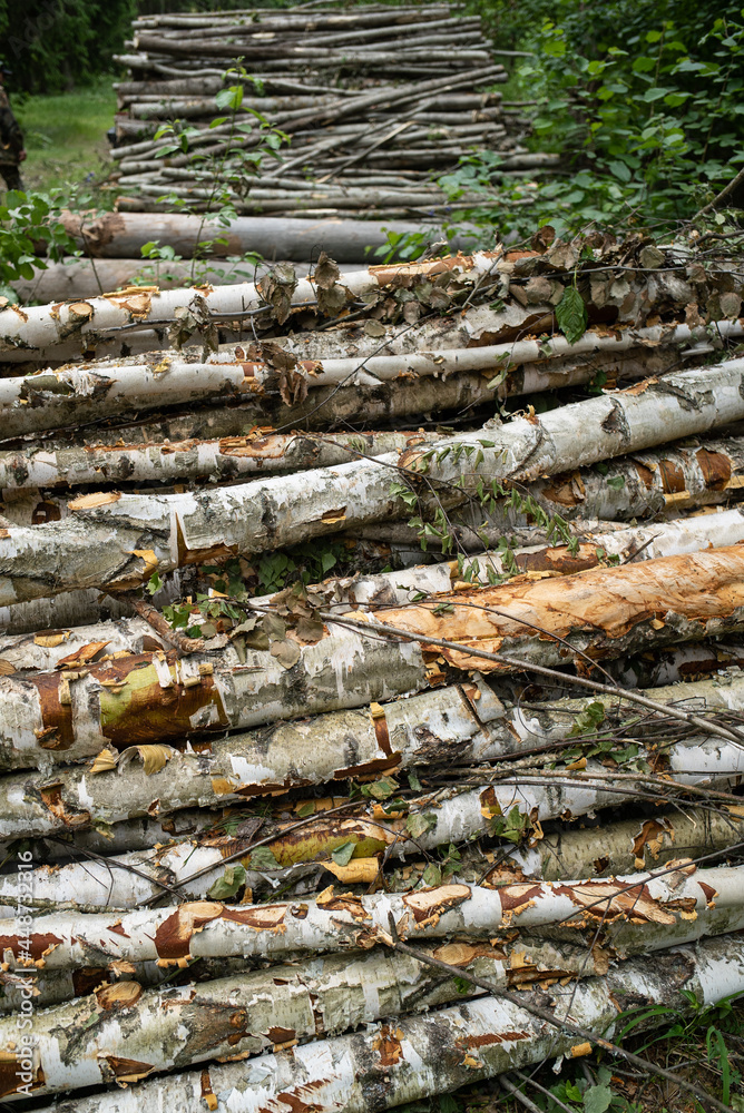 timber harvesting aspen logs are stacked in the forest for processing timber harvesting aspen logs are stacked in the forest for processing