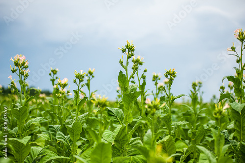 Production of nicotine-containing tobacco for cigarettes. Green field of tobacco