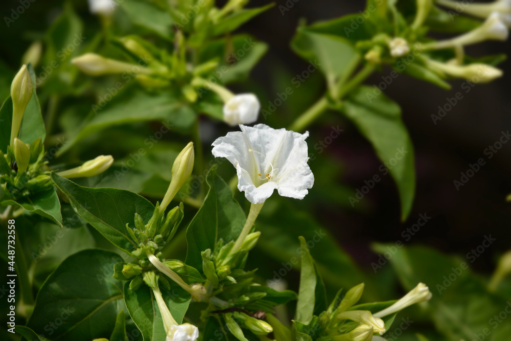 Obraz premium Marvel of Peru