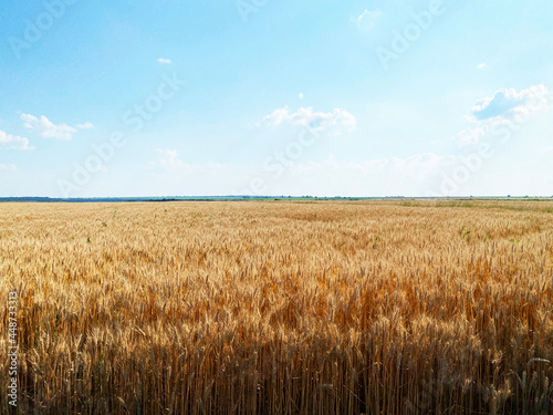 Wheat field under the blue sky devided by forest line