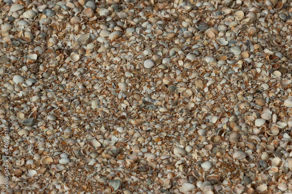 Shells on the beach. Abstract summer background. Shells on the beach. Abstract summer background.