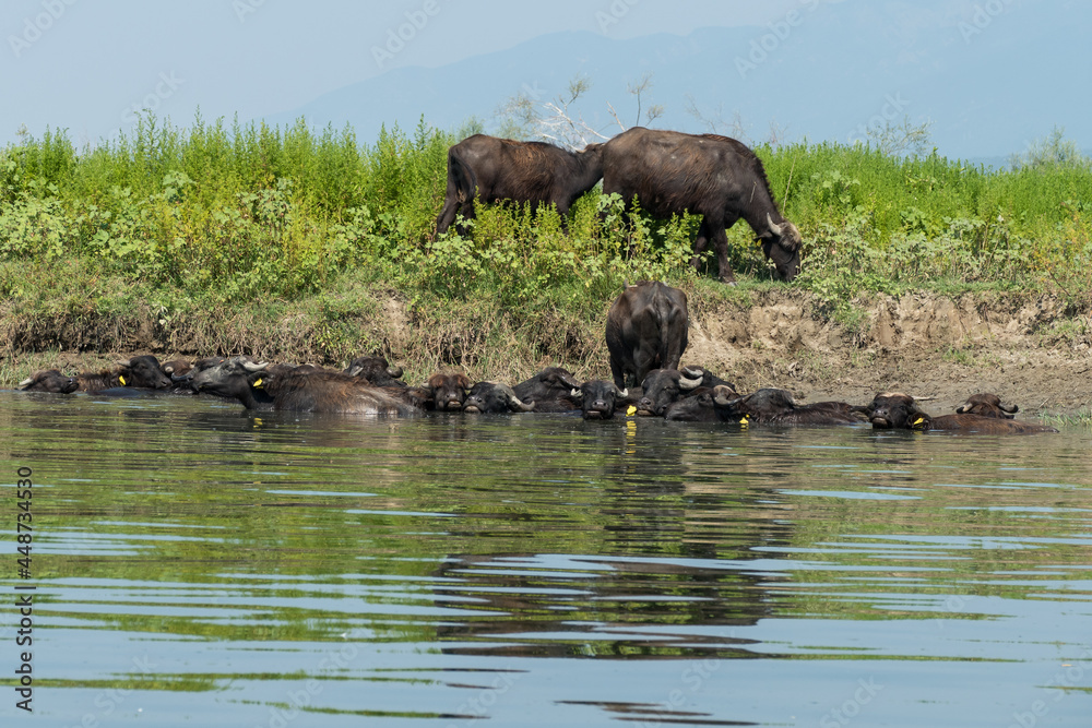 Greece, Lake Kerkini, group of water buffaloes cooling off Greece, Lake Kerkini, group of water buffaloes cooling off