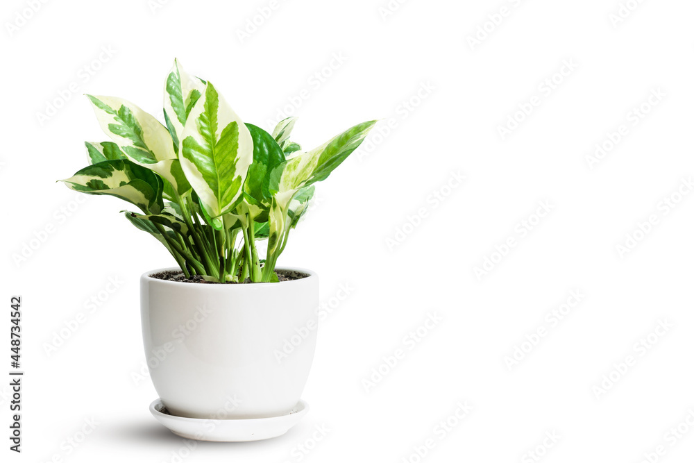 Epipremnum Aureum Manjula green and white leaf in ceramic pot isolated on white. Golden Pothos, Epipremnum aureum tree popular ornamental house plant air purifying for home minimal design.