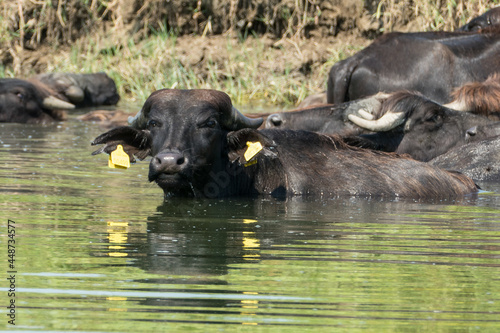 Greece, Lake Kerkini, water buffalo cooling off © Arnaud